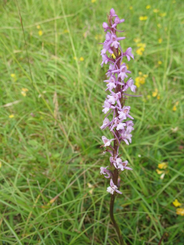 Orchis moucheron Gymnadenia conopsea 003
